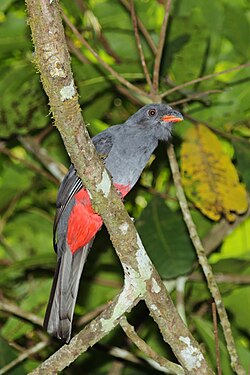 Slaty-tailed trogon Trogon massena hoffmanni ♀ Panama