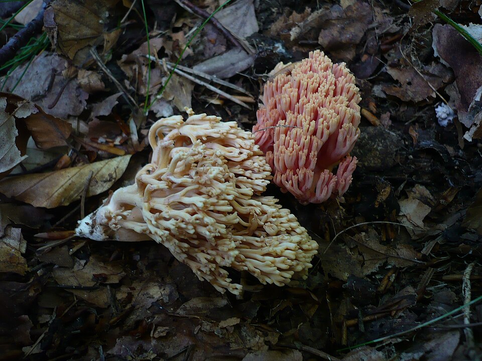File:2009-11-11 Ramaria neoformosa 64365.jpg