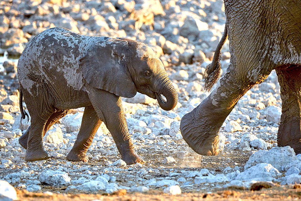 File:African Elephant Hurry 2019-07-23.jpg