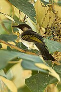 Ashy bulbul