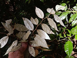 Leaf underside