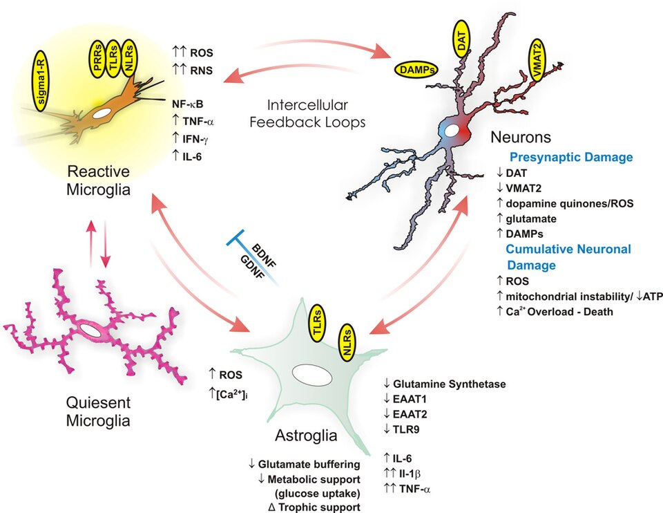 File:Glial ntox review.jpg