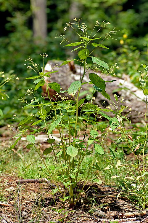 File:Impatiens parviflora - plant (aka).jpg