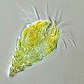 Image 40The oligotrich ciliate has been characterised as the most important herbivore in the ocean (from Marine food web)