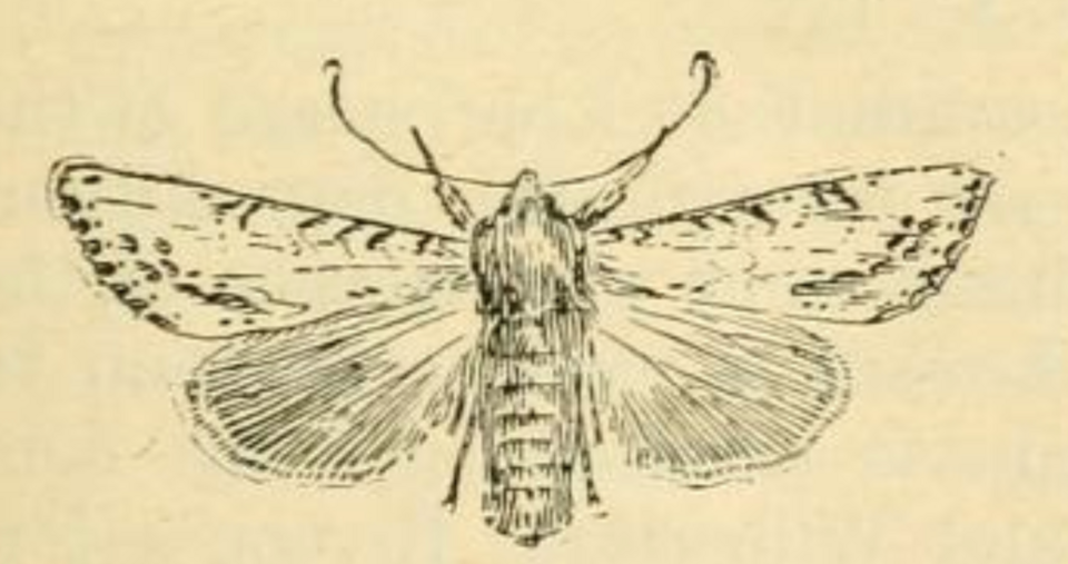 File:Melanchra molis original description illustration.png