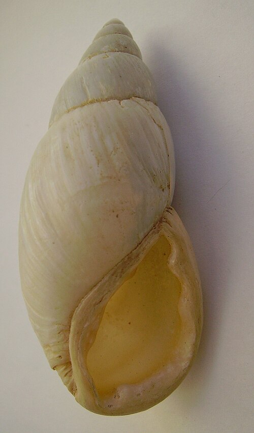 File:Placostylus ambagiosus priscus.JPG