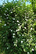 Rosa canina plant