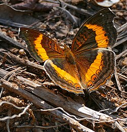 A soldier pansy resting on the woodland floor