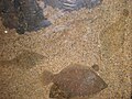 Thumbnail for version as of 18:09, 20 April 2009