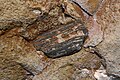 Petrified wood in formation