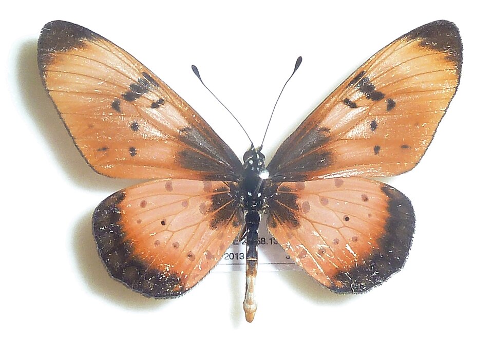 File:Acraea natalica, wyfie, J Dobson, a.jpg