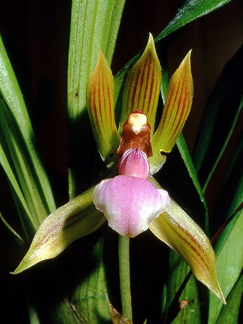 File:Chaubardia heteroclita Orchi 02.jpg