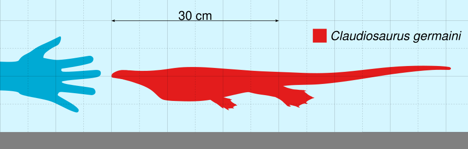 File:Claudiosaurus Scale.svg