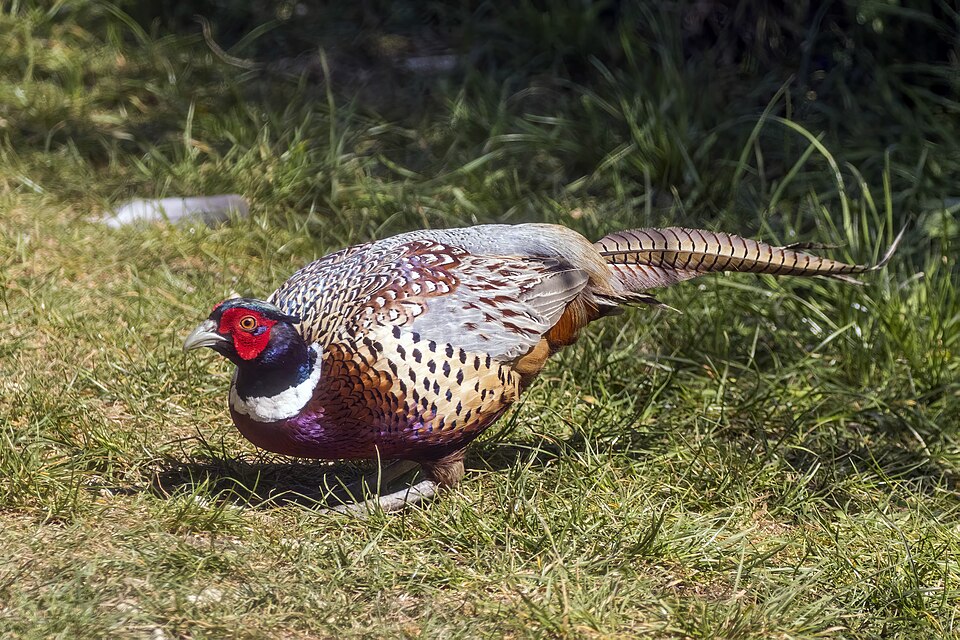 File:Common pheasant (Phasianus colchicus) cock 2.jpg
