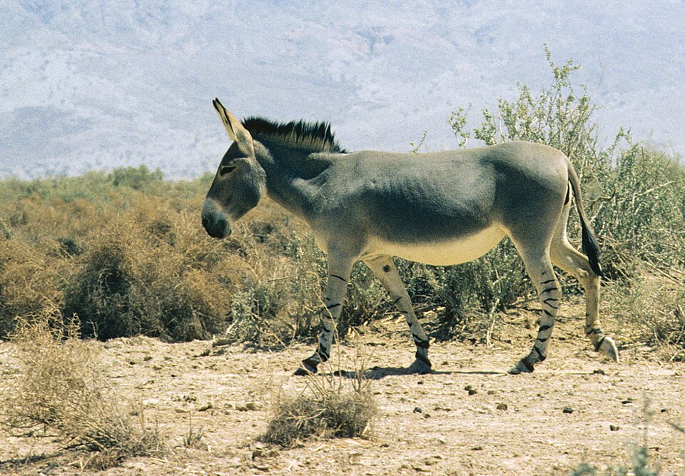 File:Equus africanus somaliensis.jpg