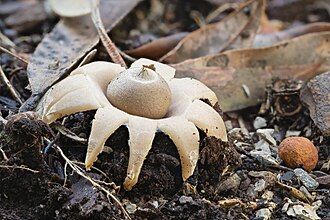 Geastrum triplex - Bola Creek