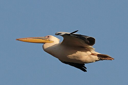 Great white pelican Pelecanus onocrotalus Ethiopia