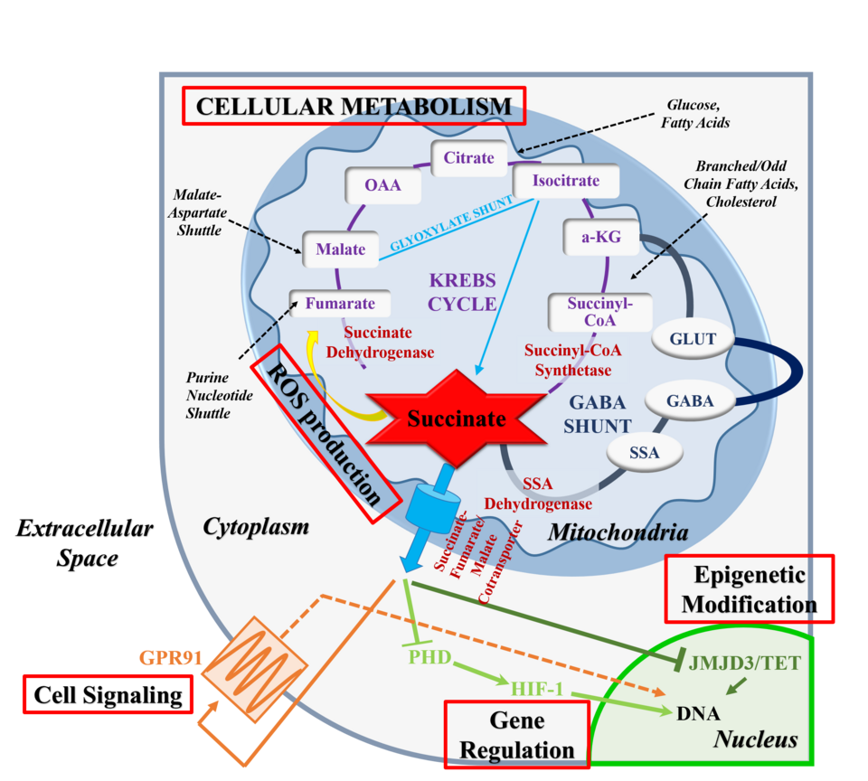 File:Integrated Diagram of Succinate Biofunctionality .png