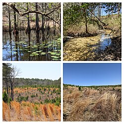 Manchester State Forest