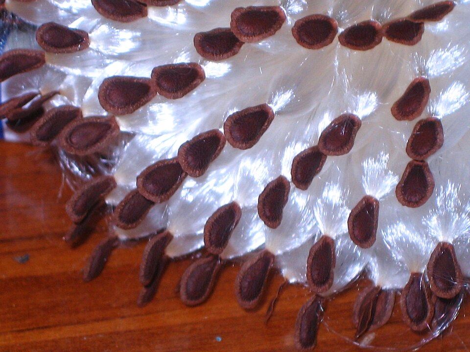 File:Milkweedseeds.jpg