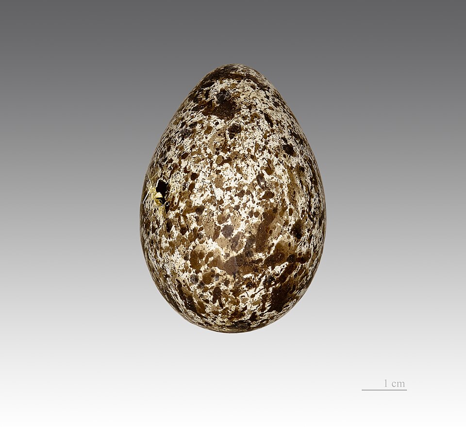 File:Petit Chionis MHNT.jpg
