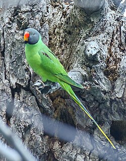 Green parrot with darker wings, blue nape, and dark grey head