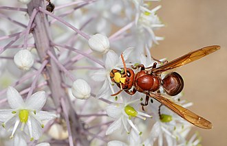 Vespa orientalis 2