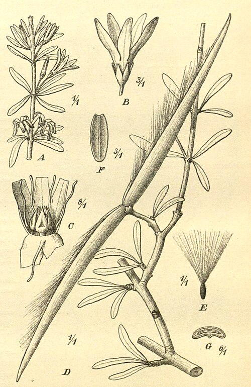 File:Cryptolepis decidua (Curroria decidua).jpg