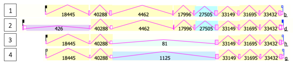 File:Four validated transcript variants of TMEM39B.png