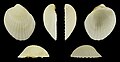 Thumbnail for version as of 07:13, 21 January 2025