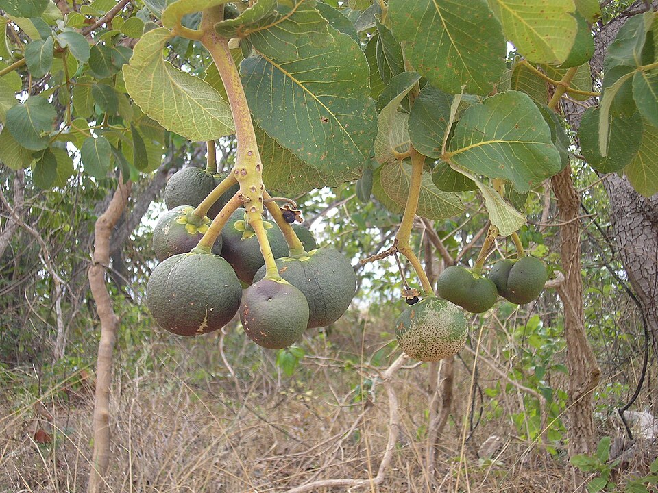 File:Frutopequi.JPG