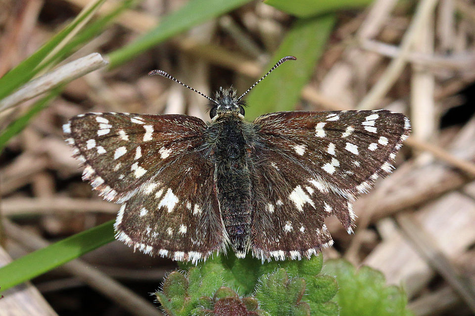 File:Grizzled skipper (Pyrgus malvae).jpg