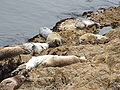 Common Seal (Phoca vitulina)