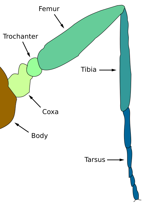 File:InsectLeg.svg