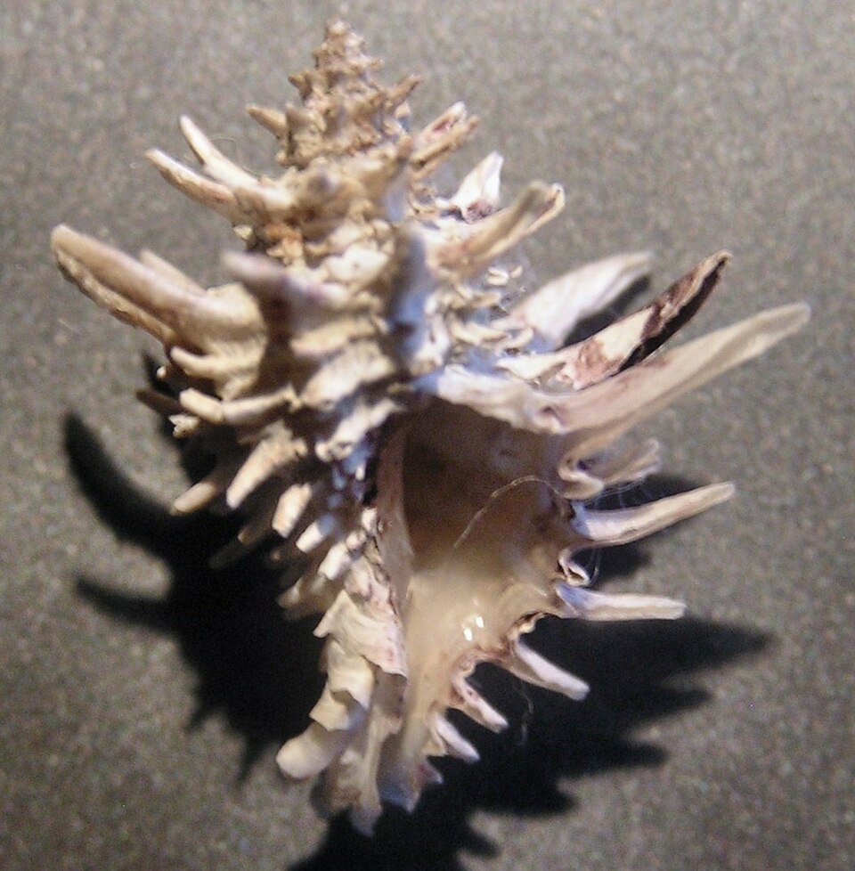 File:Latiaxis wormaldi 002.jpg