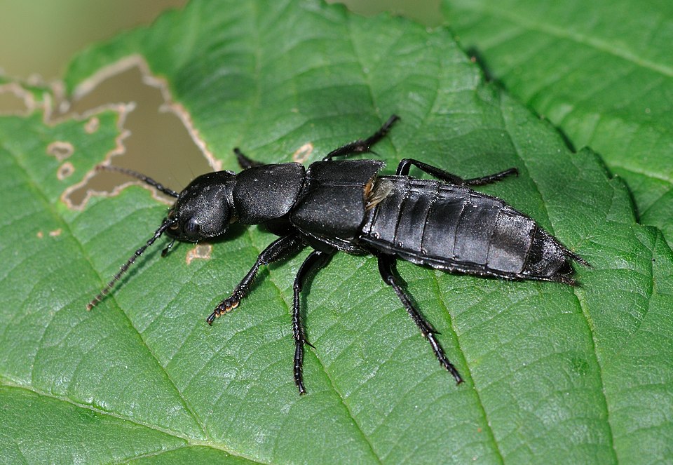 File:Ocypus olens qtl1.jpg