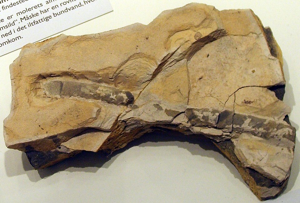 File:Planolites.jpg