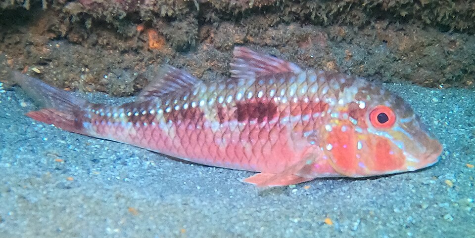 File:Pseudupeneus grandisquamis 259073605 (cropped).jpg
