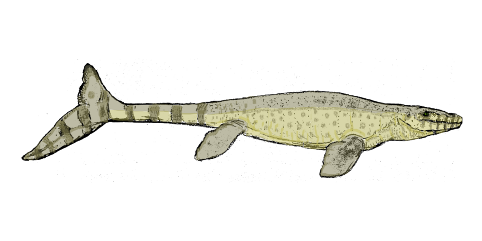 File:Selmasaurus2.png