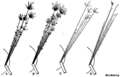 Thumbnail for version as of 22:40, 15 May 2009