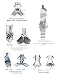 The syringes of various bird species