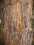 Trunk detail