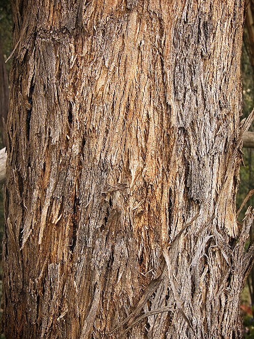 File:Yellow Box trunk444.jpg