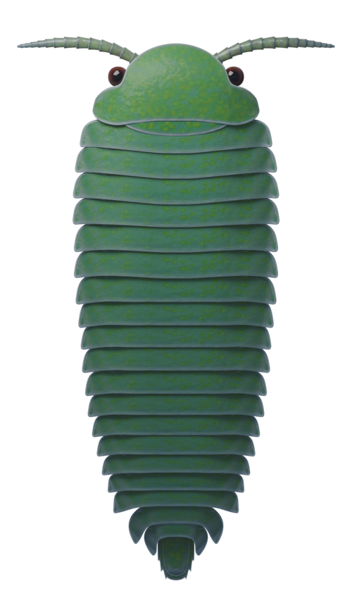 File:Zhiwenia coronata reconstruction 19062025.png