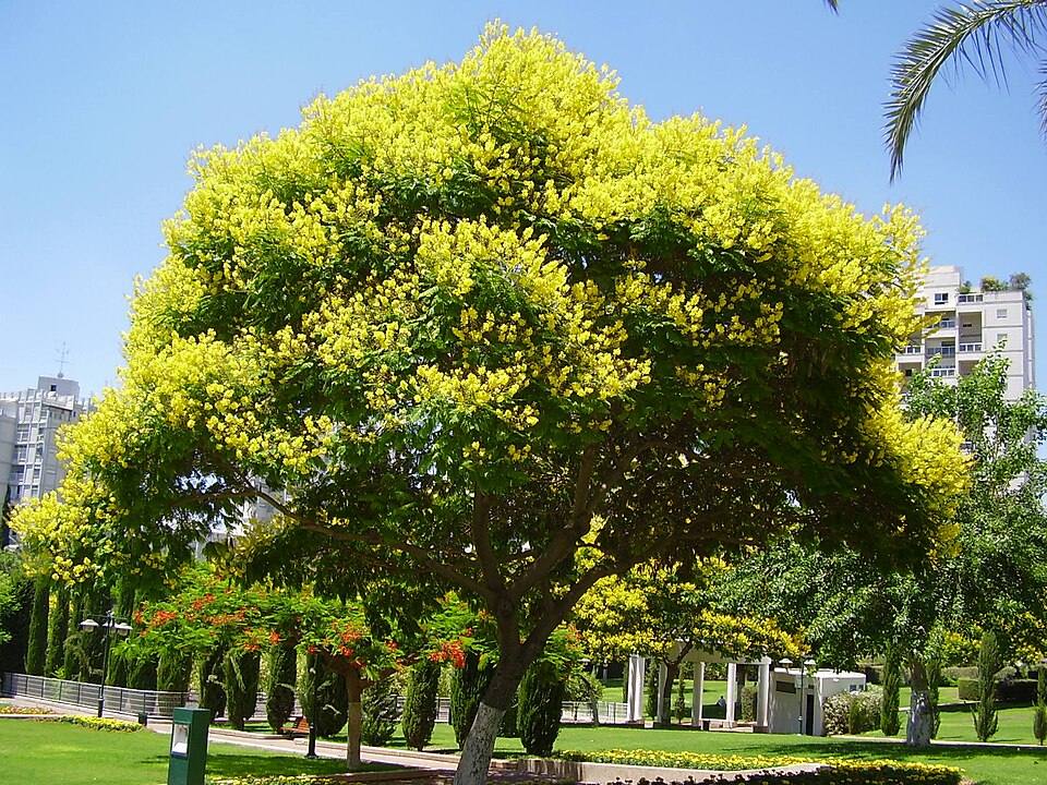 File:תמונה 1014.jpg