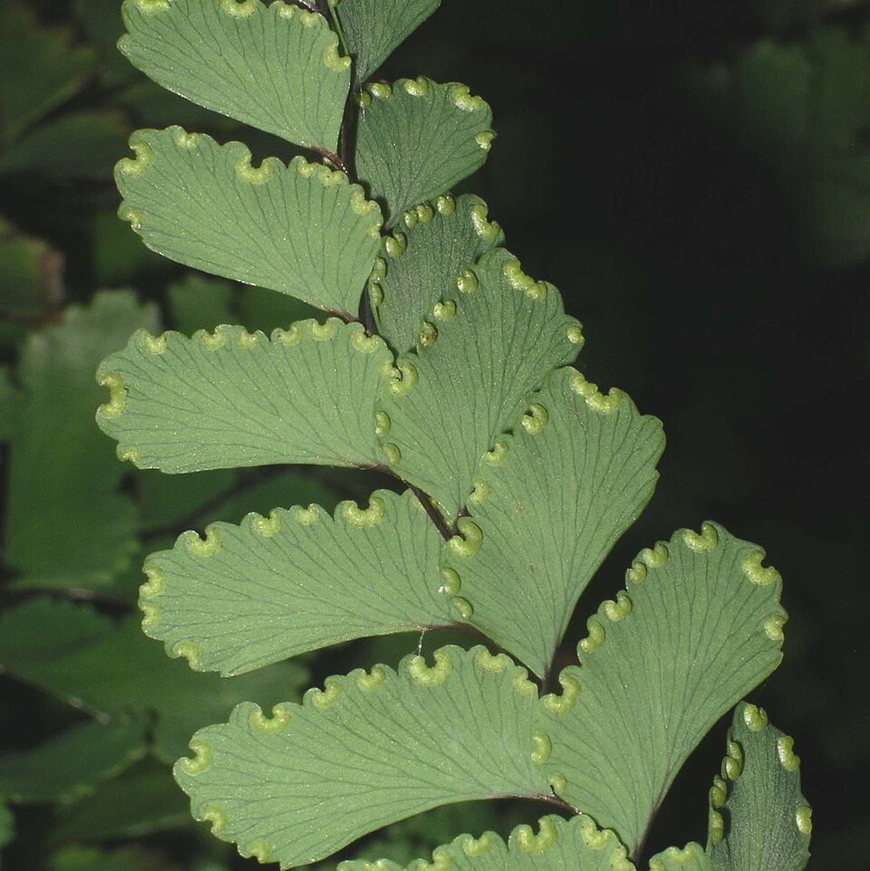 File:Adiantum cunninghamii.jpg