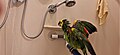 Pet blue fronted amazon inside the shower