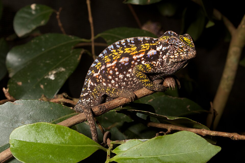 File:Furcifer lateralis (15720845659).jpg
