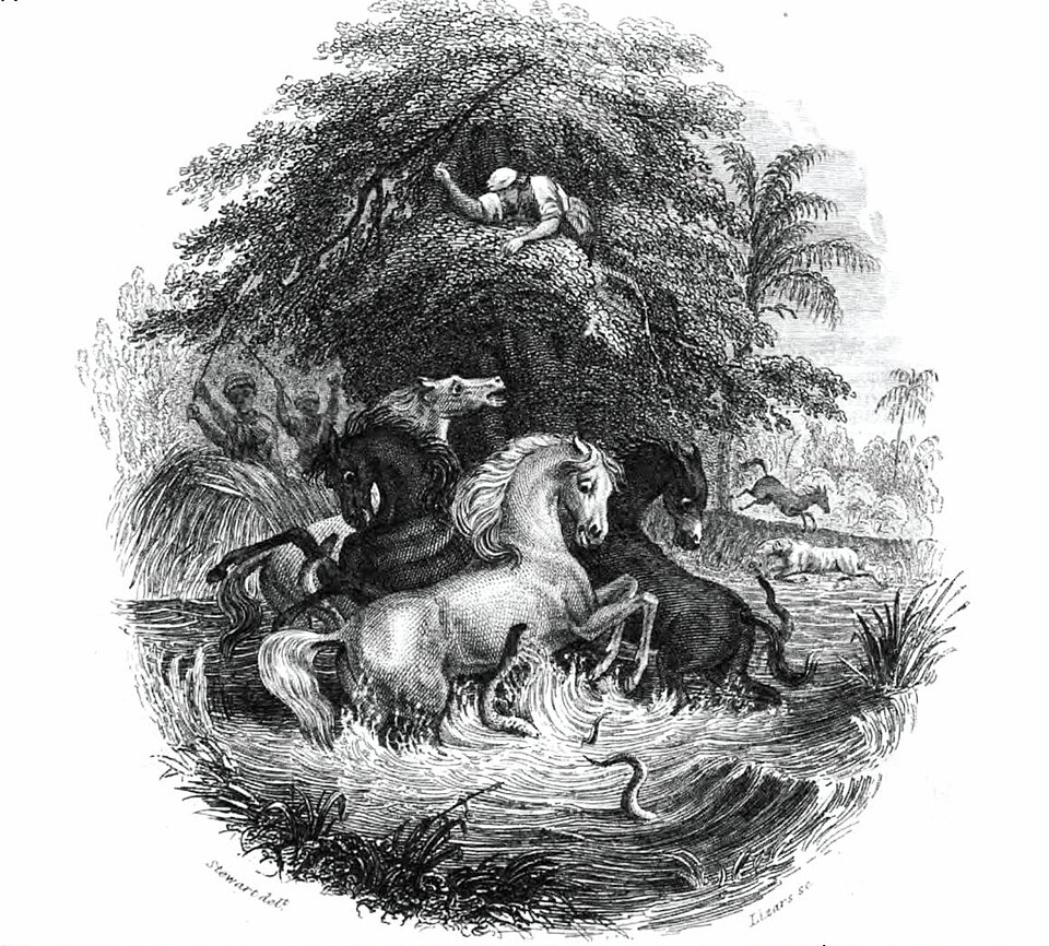 File:Gymnoten-Humboldt battle with horses.jpg
