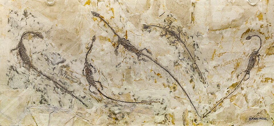 File:Hyphalosaurus (BMNHC Ph325) NMNS.jpg